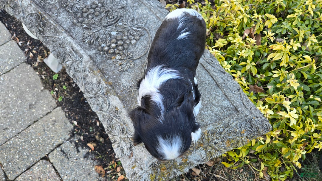 Cavalier King Charles Spaniel dogs for sale: Vance - Ad 10