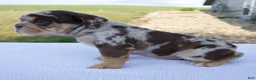 Beabull dogs for sale: Gracie - Ad 4