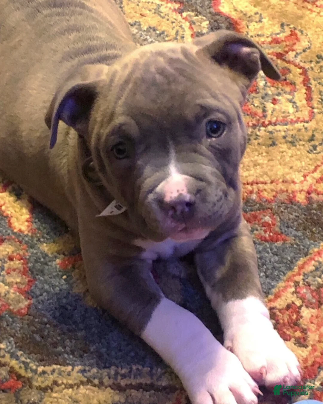 American Pit Bull Terrier dogs for sale: American Pit Bull Terrier Puppy 1 - Ad 5