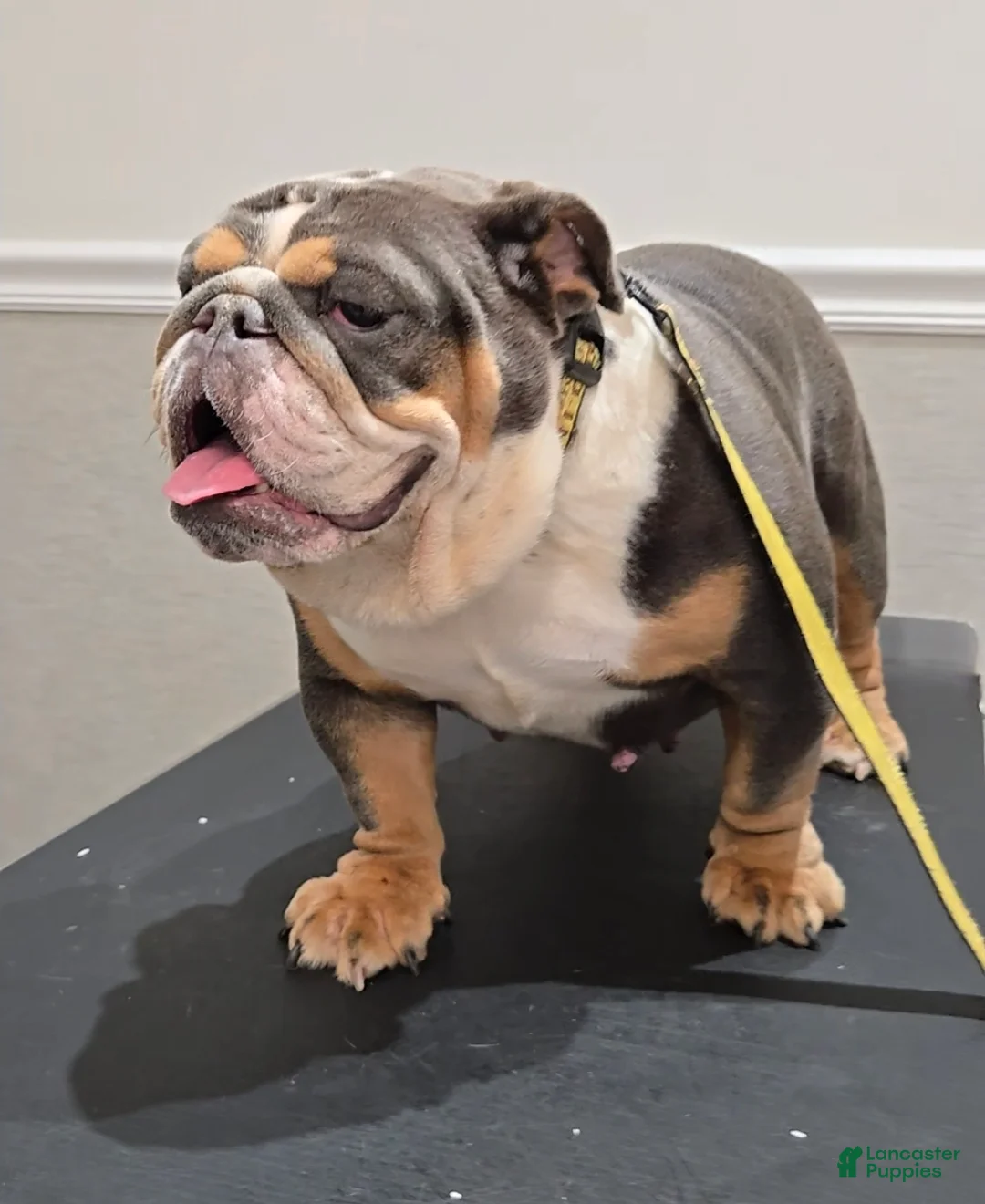 English Bulldog dogs for sale: BLU - Ad 1