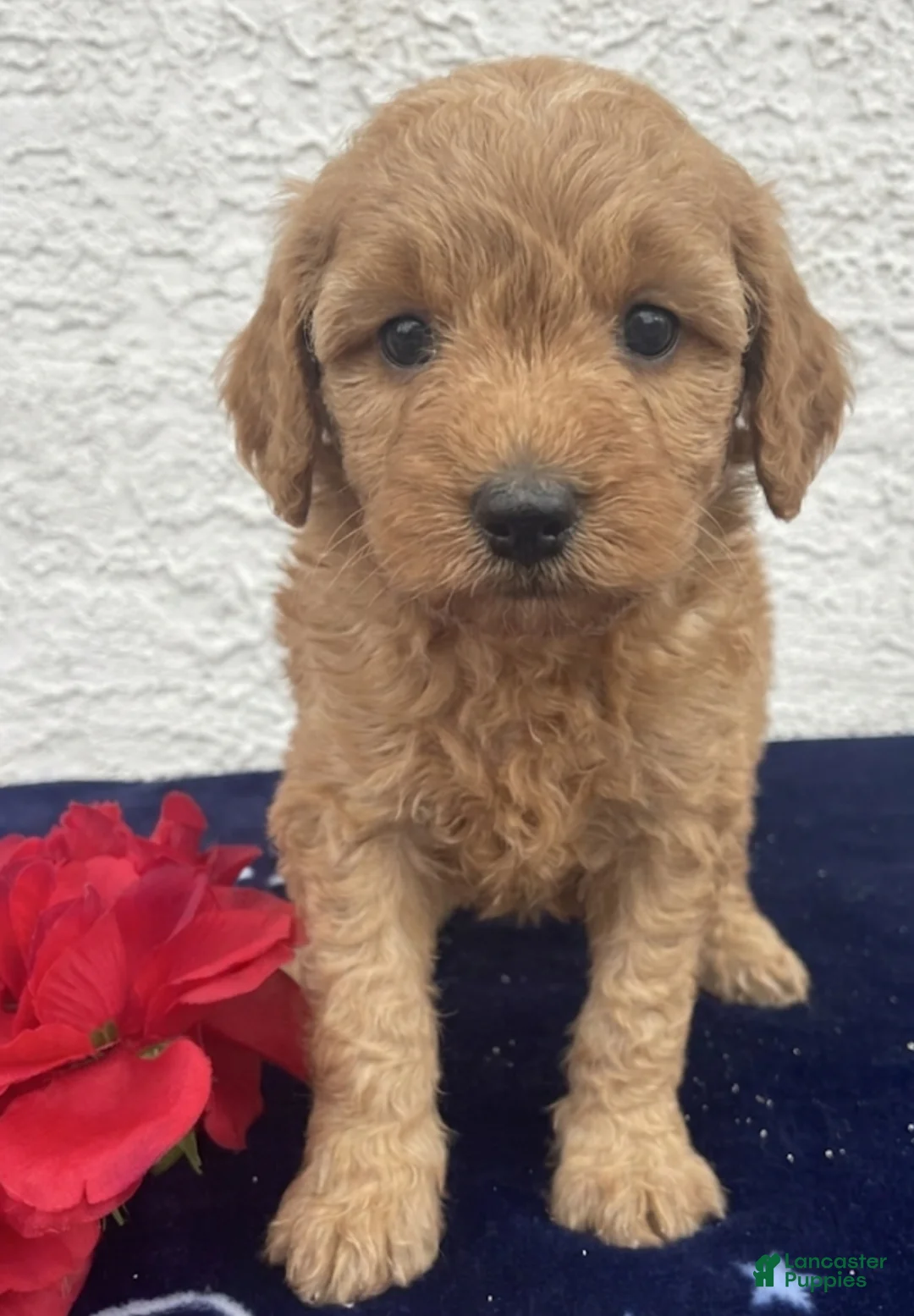 Miniature Poodle dogs for sale: Milo - Ad 2