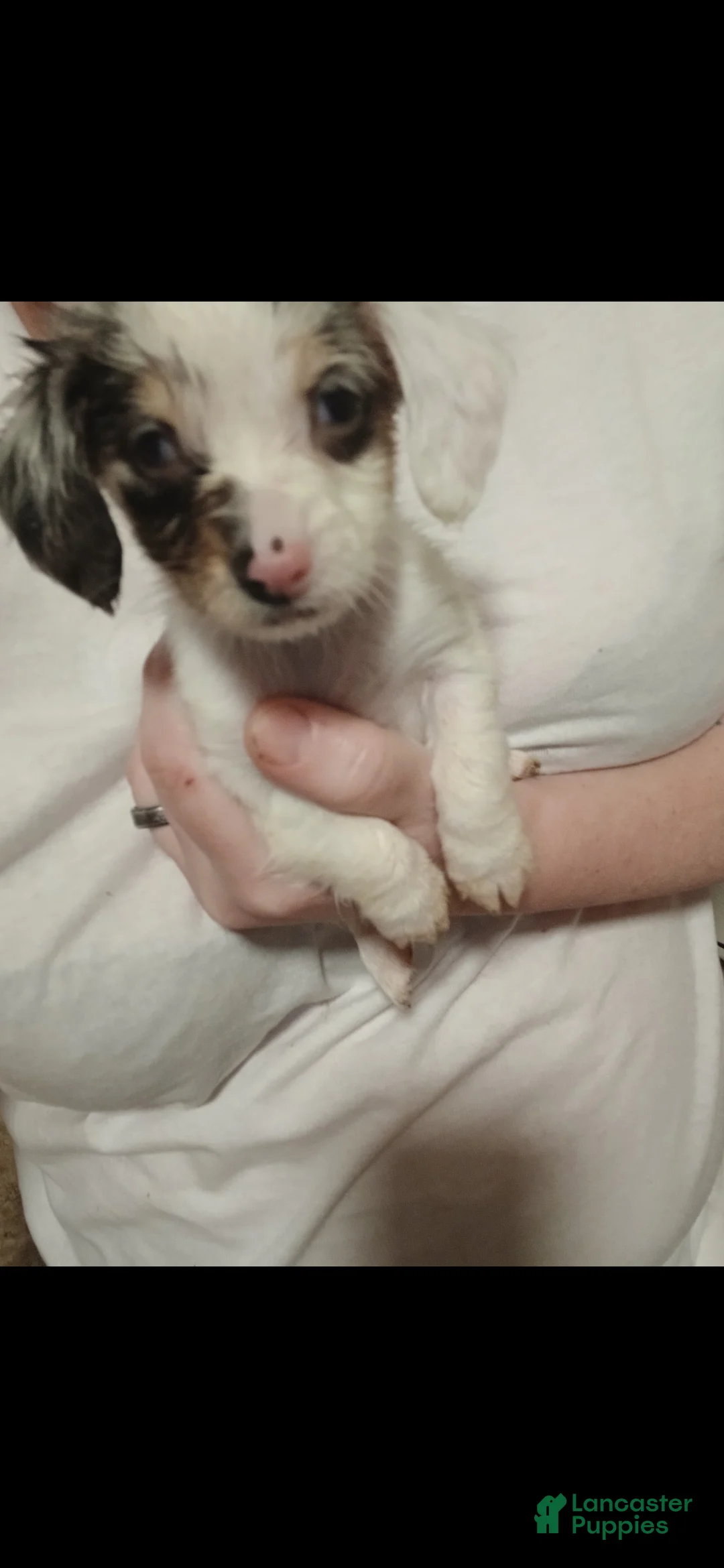 Chiweenie dogs for sale: Chiweenie Puppy 4 - Ad 1