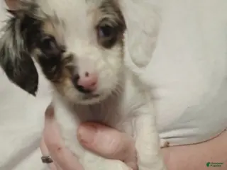 Chiweenie dogs Chiweenie Puppy 4 - Ad 3