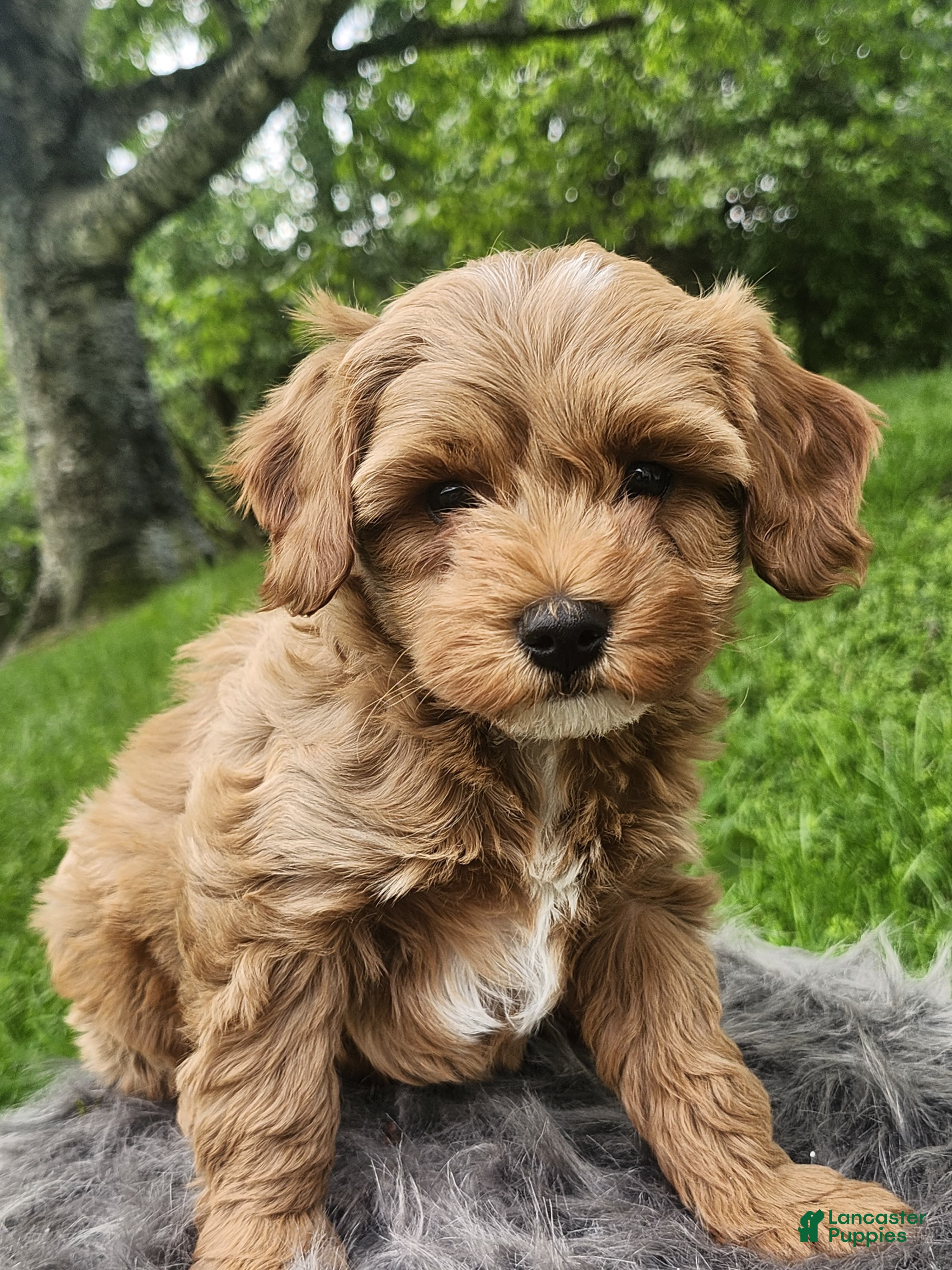 Cavapoo dogs Ryder  - Ad 2
