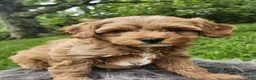 Cavapoo dogs for sale: Ryder  - Ad 2