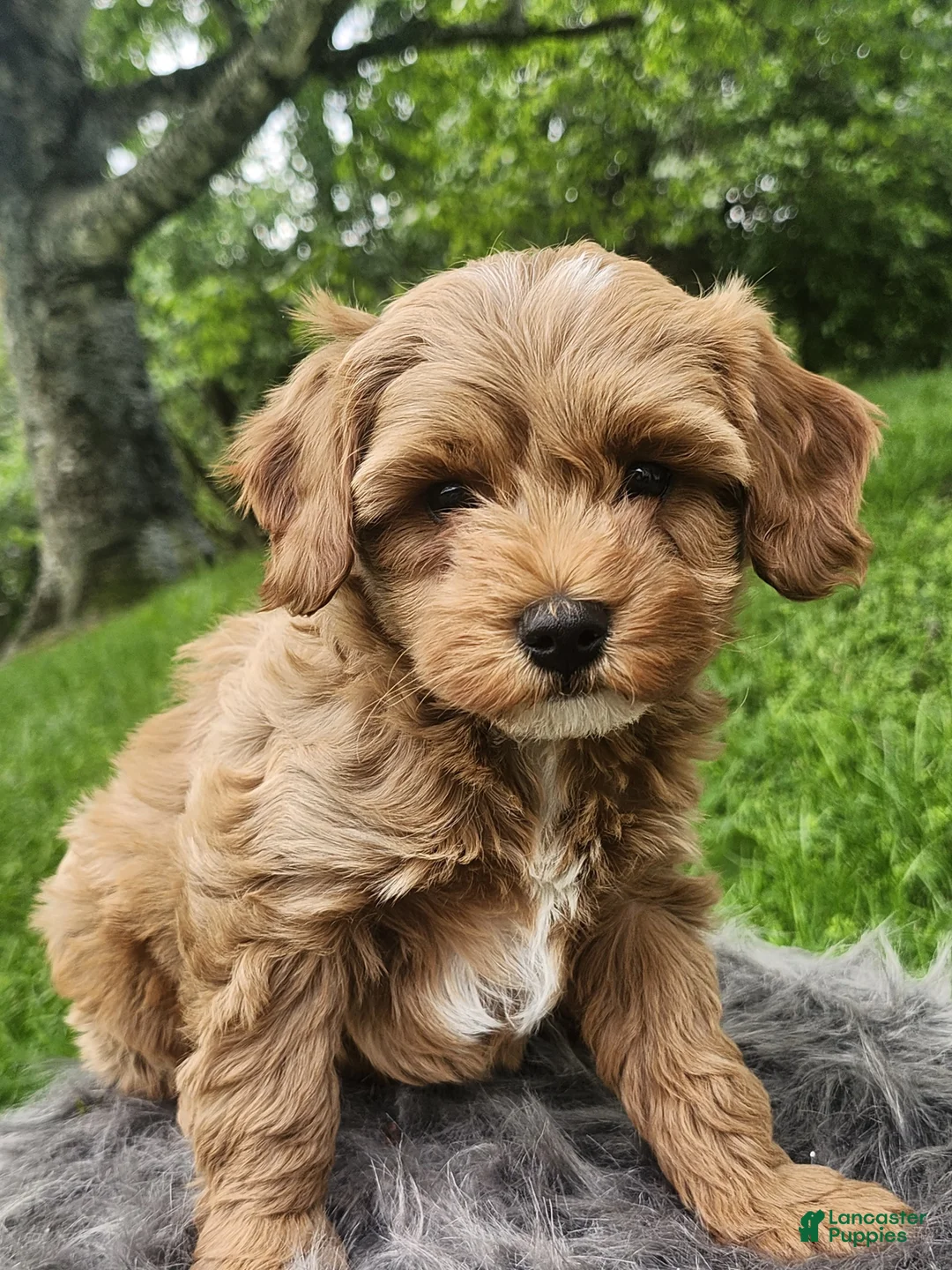 Cavapoo dogs for sale: Ryder  - Ad 2
