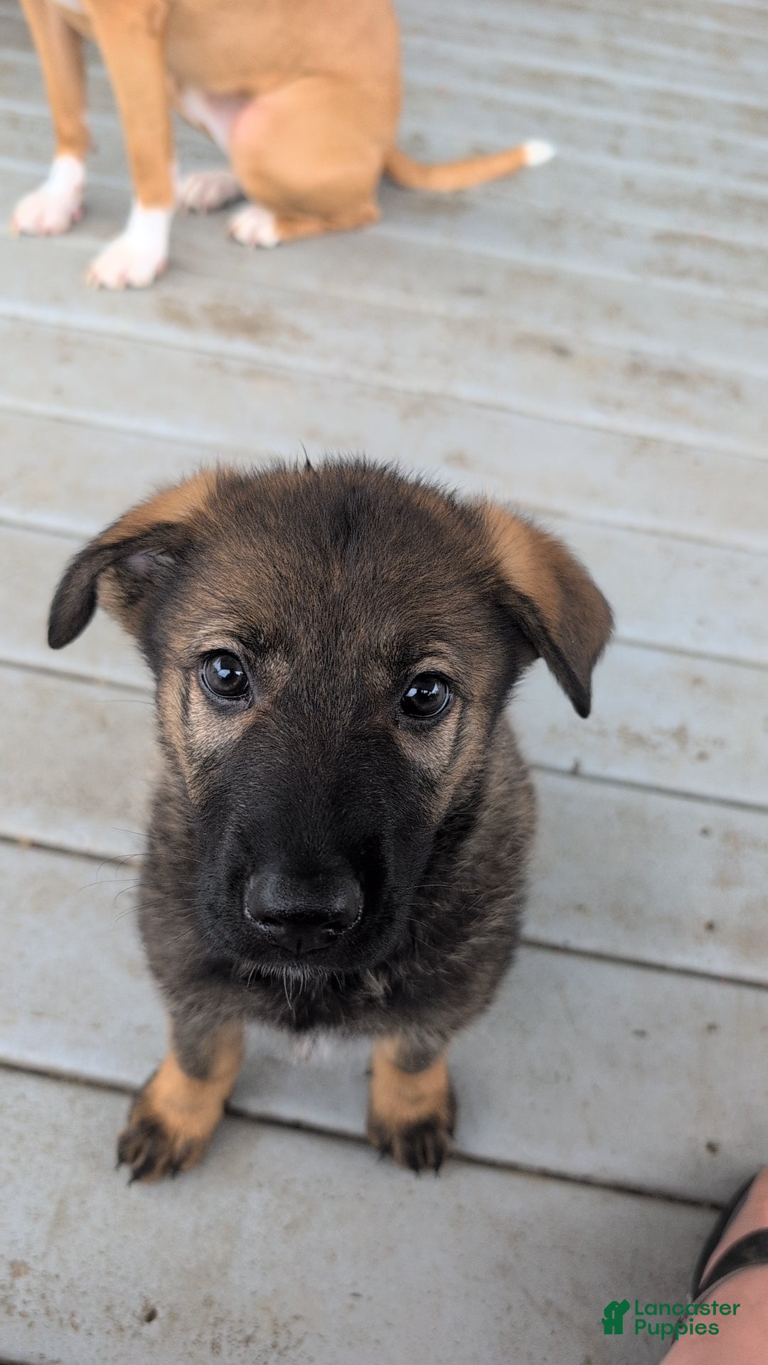 German Shepherd dogs Priscilla  - Ad 26