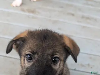 German Shepherd dogs Priscilla - Ad 26