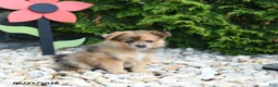 Pomeranian dogs for sale: Cherrio - Ad 2