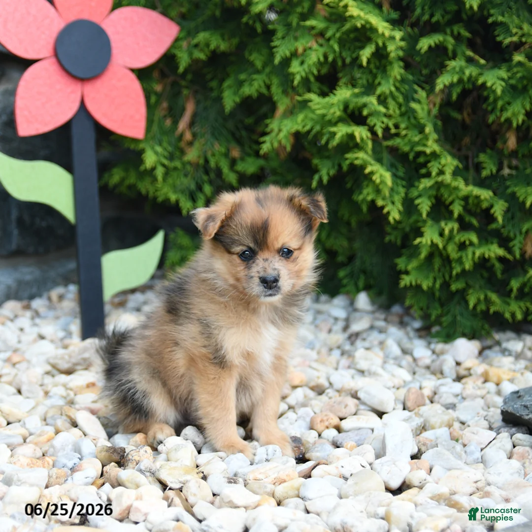 Pomeranian dogs for sale: Cherrio - Ad 2