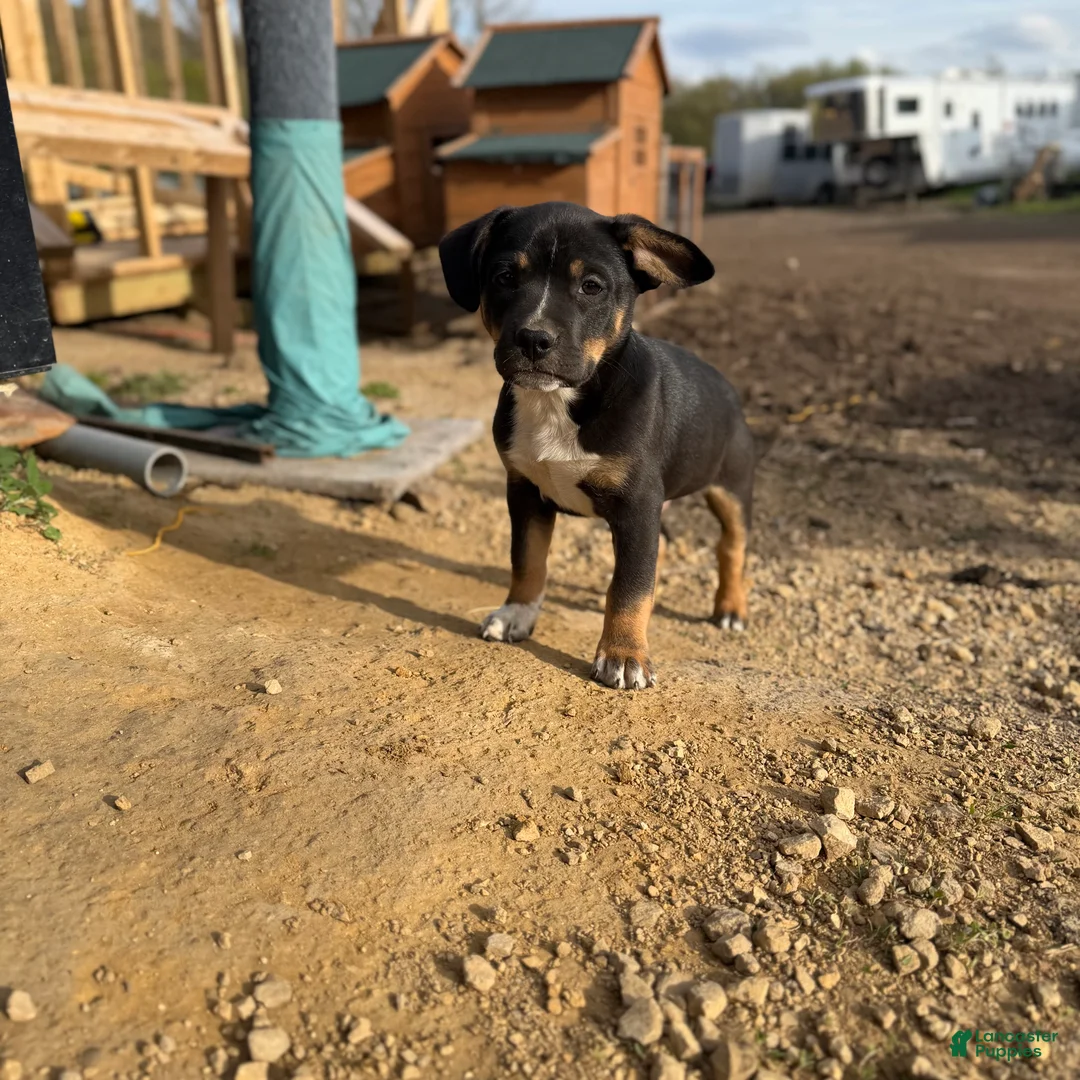Mixed Breed dogs for sale: Male pup - Ad 1