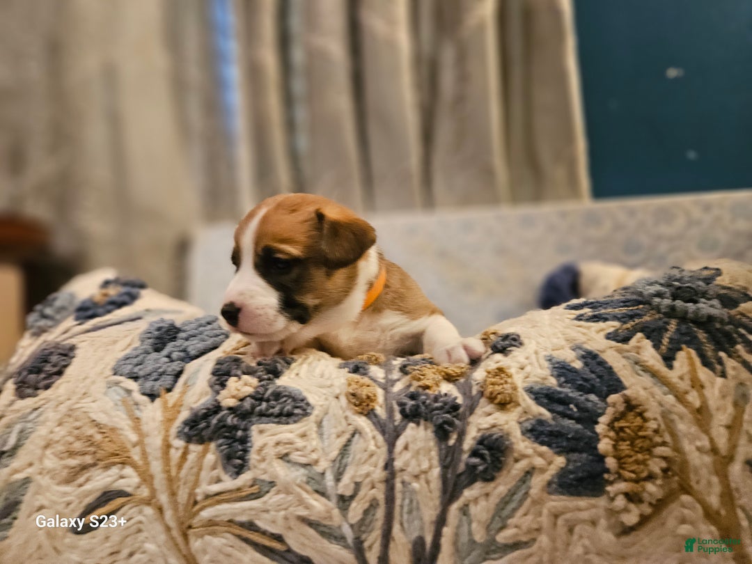 Mixed Breed dogs for sale: Indiana Jones - Ad 2