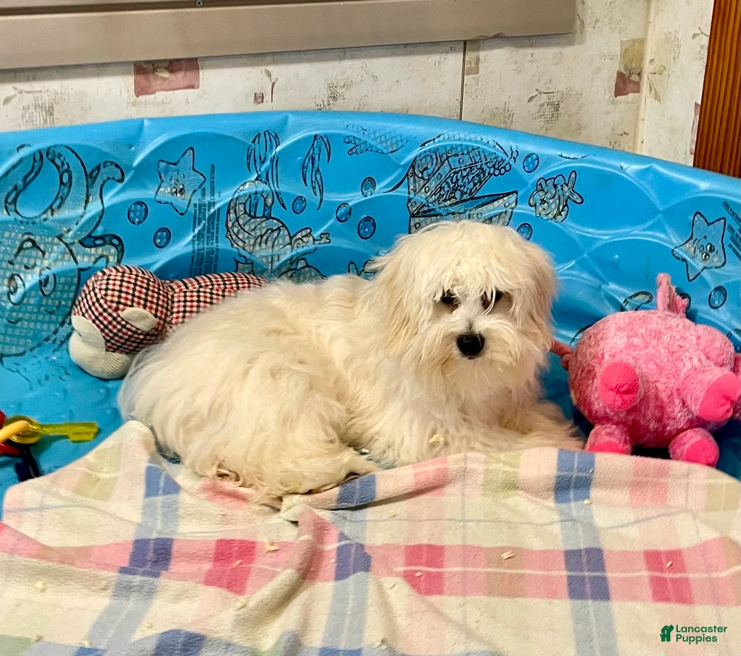 Coton De Tulear dogs for sale: Merlin - Ad 6