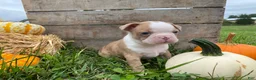 Boston Terrier dogs for sale: Maple - Ad 11