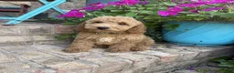 Miniature Labradoodle dogs for sale: Charlie - Ad 5