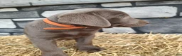 Labrador Retriever dogs for sale: Buddy - Ad 3