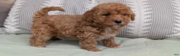 Havapoo dogs for sale: Tripp - Ad 10