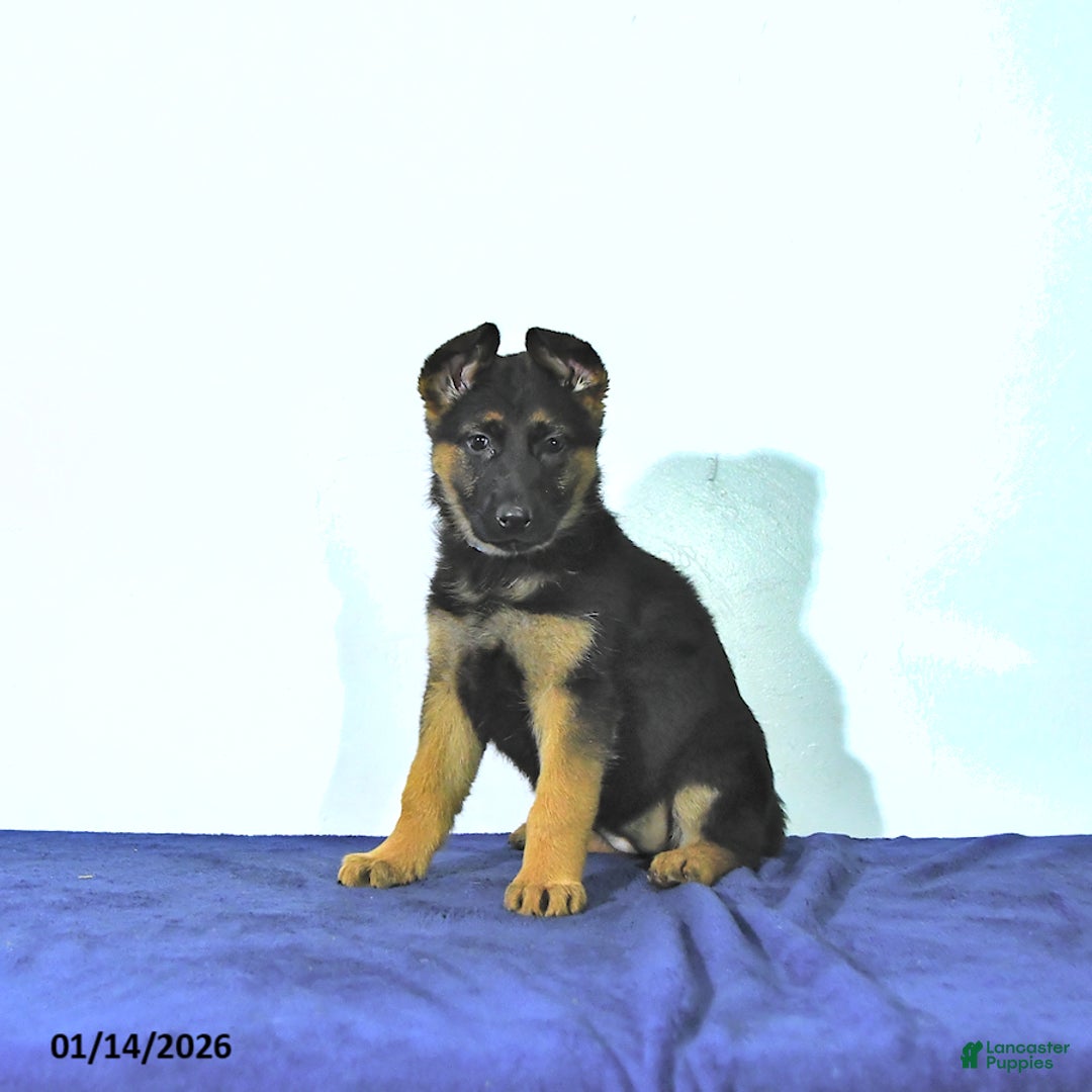 German Shepherd dogs for sale: Ripley - Ad 1