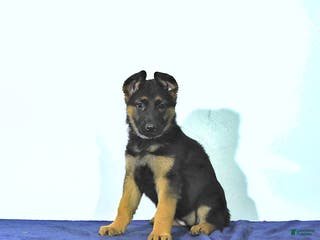 German Shepherd dogs Ripley - Ad 31