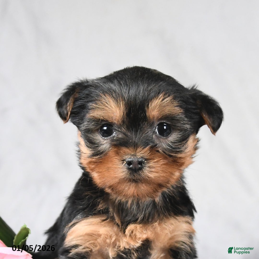 Morkie dogs for sale: Carter - Ad 4