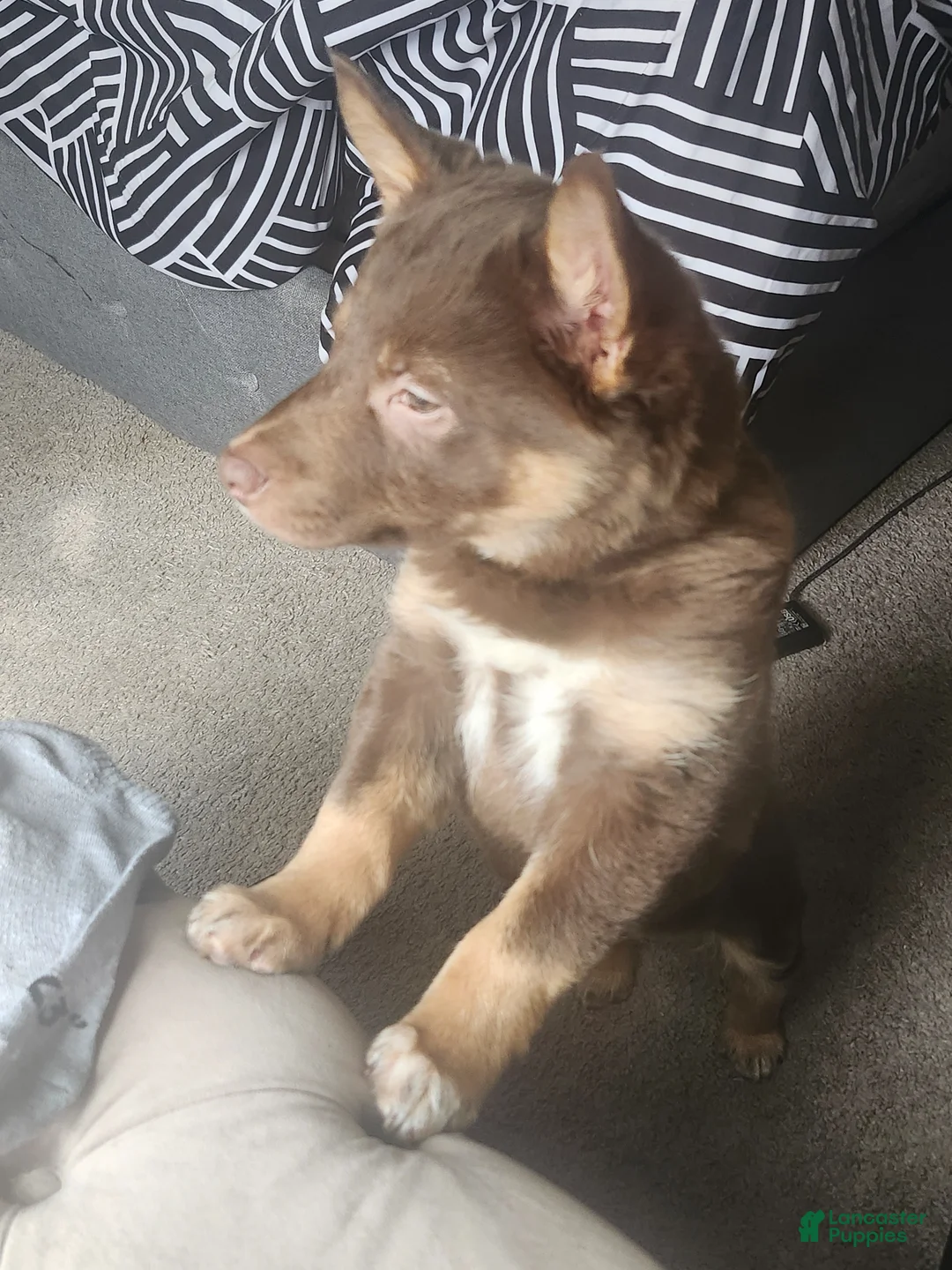 Mixed Breed dogs for sale: Mixed Breed Puppy 1 - Ad 1