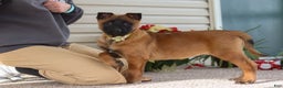 Belgian Malinois dogs for sale: Ginger - Ad 4