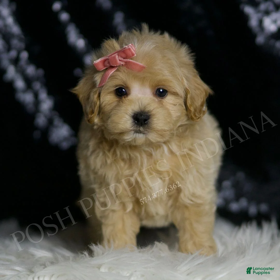 Maltipoo dogs for sale: Ruby - Ad 2