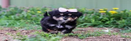 Mini Aussiedoodle dogs for sale: Bailey - Ad 6