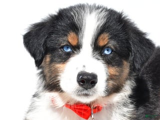 Australian Shepherd dogs - Ad 24