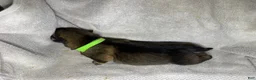 German Shepherd dogs for sale: Daisy - Ad 38