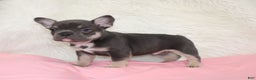 Mixed Breed dogs for sale: Ty - Ad 7
