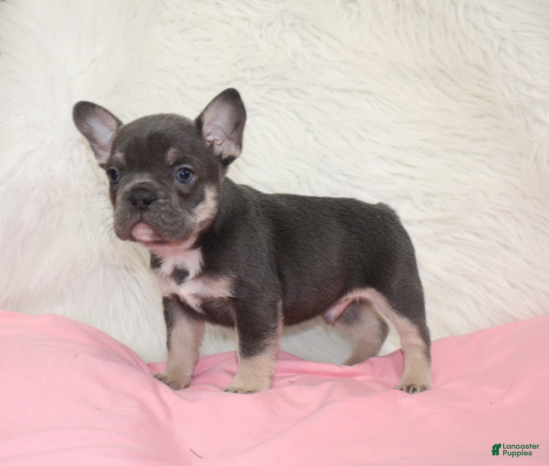 Mixed Breed dogs for sale: Ty - Ad 7