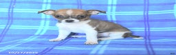 Chihuahua dogs for sale: Pepsi - Ad 1