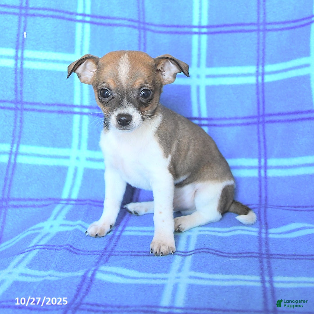 Chihuahua dogs for sale: Pepsi - Ad 1