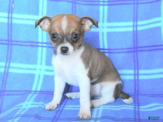 Chihuahua dogs Pepsi - Ad 36