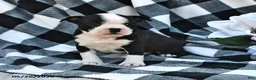 Boston Terrier dogs for sale: Bella   - Ad 3