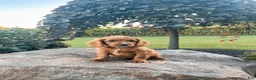 Cavapoo dogs for sale: Duke - Ad 4