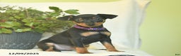 Miniature Pinscher dogs for sale: Pilot - Ad 4