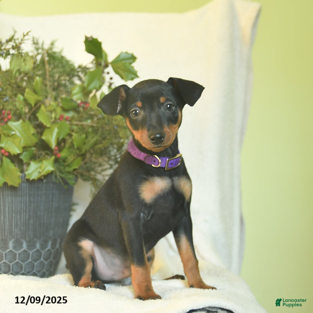 Miniature Pinscher dogs for sale: Pilot - Ad 4