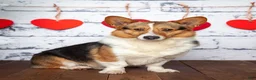 Welsh Corgi Pembroke dogs for sale: Hank - Ad 5