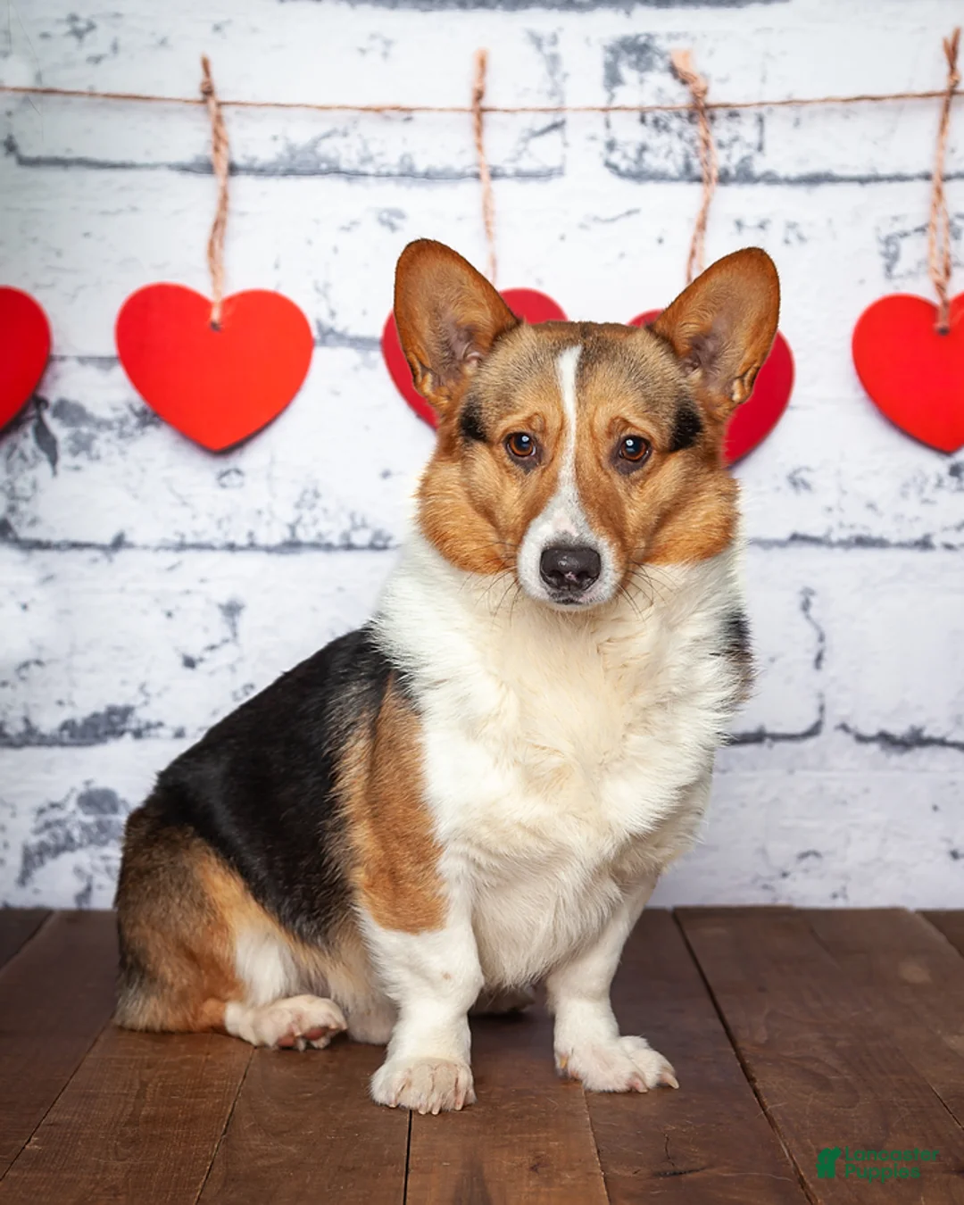 Welsh Corgi Pembroke dogs for sale: Hank - Ad 5