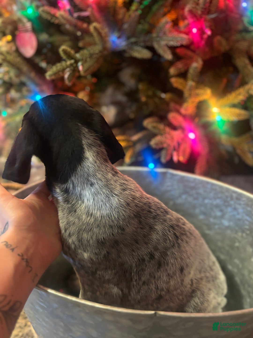 German Shorthaired Pointer dogs for sale: German Shorthaired Pointer Puppy 1 - Ad 5