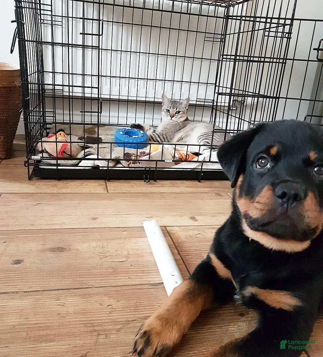 Rottweiler dogs for sale: Sydney - Ad 4