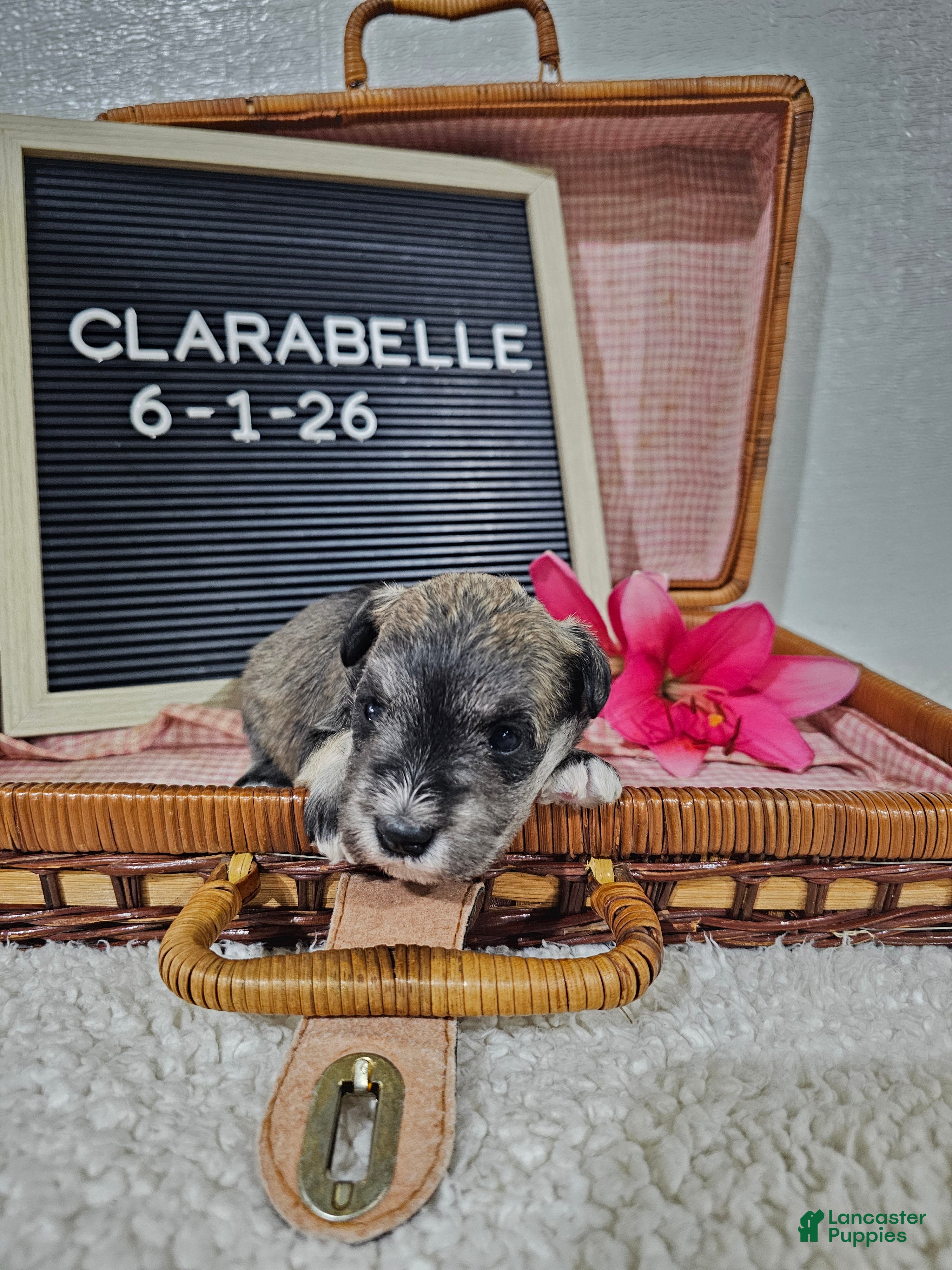 Miniature Schnauzer dogs Clarabelle - Ad 2