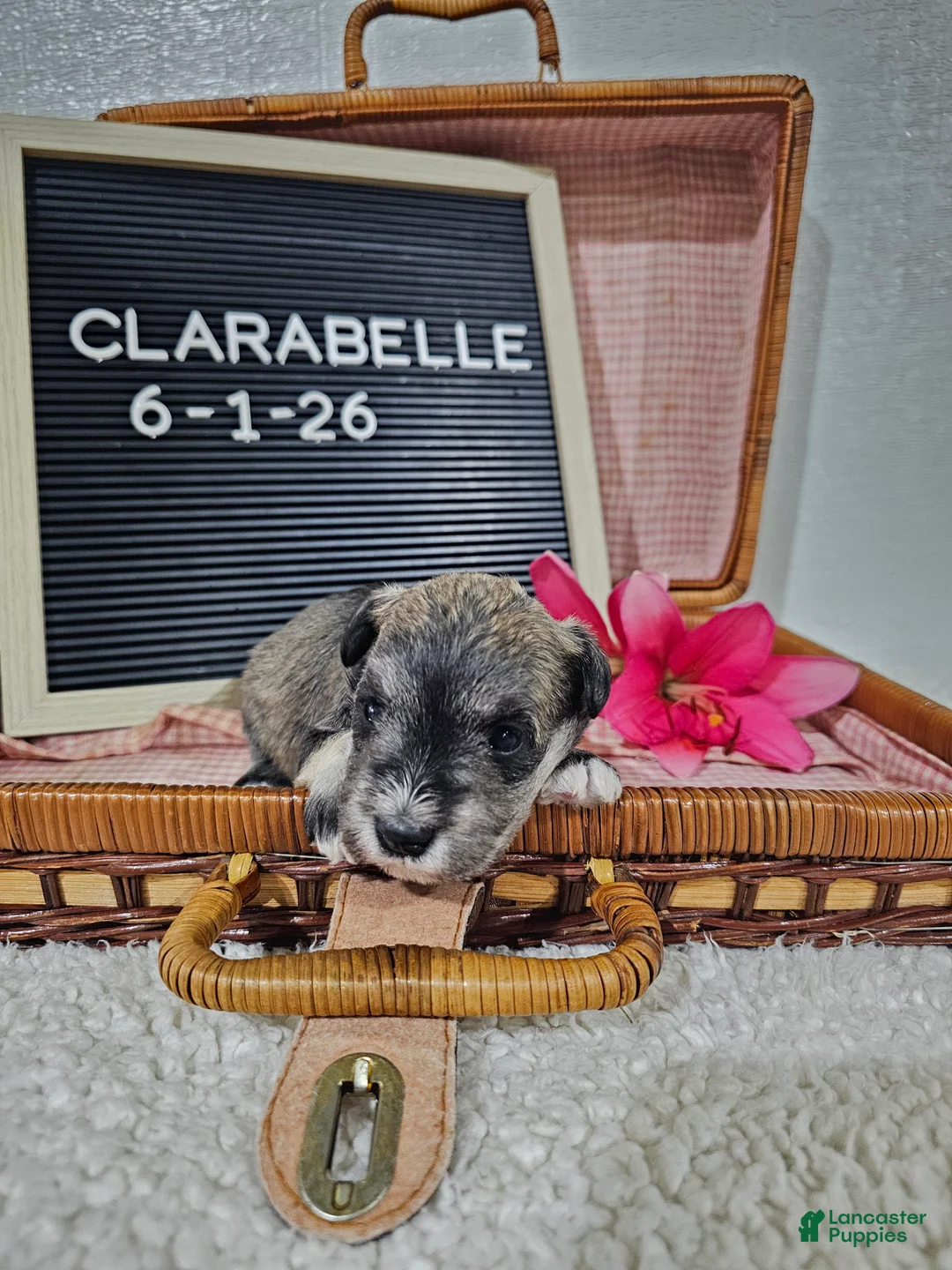 Miniature Schnauzer dogs for sale: Clarabelle - Ad 2