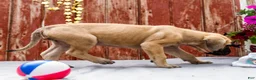 English Mastiff dogs for sale: Missy - Ad 3