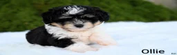 Miniature Australian Shepherd dogs for sale: Ollie - Ad 5