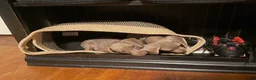 Miniature Dachshund dogs for sale: Miniature Dachshund Puppy 4 - Ad 3