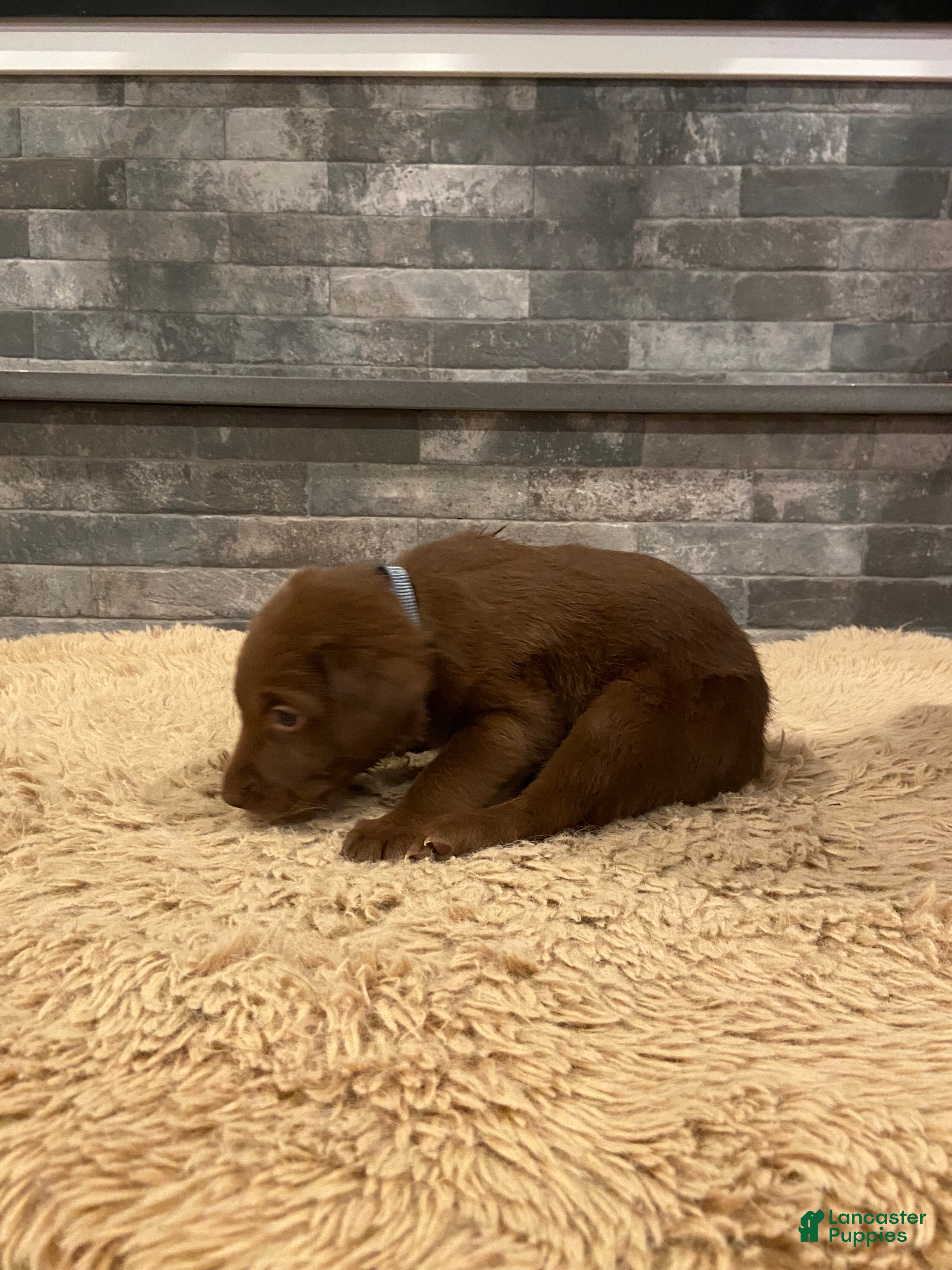 Labrador Retriever dogs Chocolate Male - Ad 7