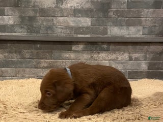 Labrador Retriever dogs Chocolate Male - Ad 2